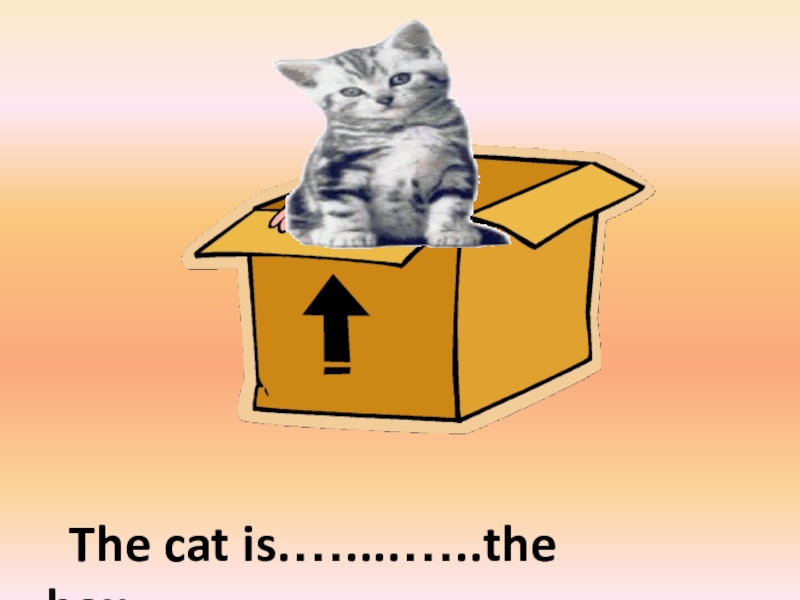 in The cat is.…....…..the box.