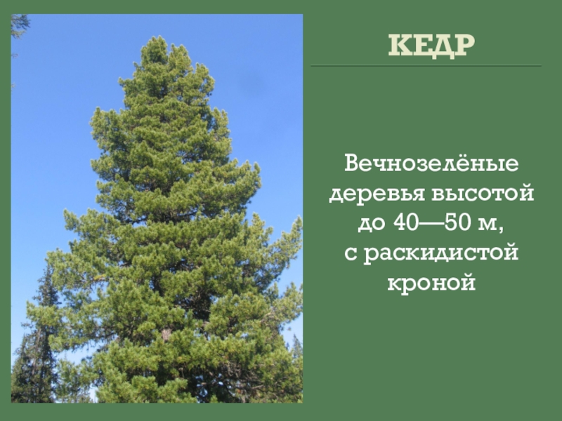 Хвойные высота. Кедр высота дерева. Информация про кедр. Сибирский кедр высота дерева. Вечнозелёные деревья список.