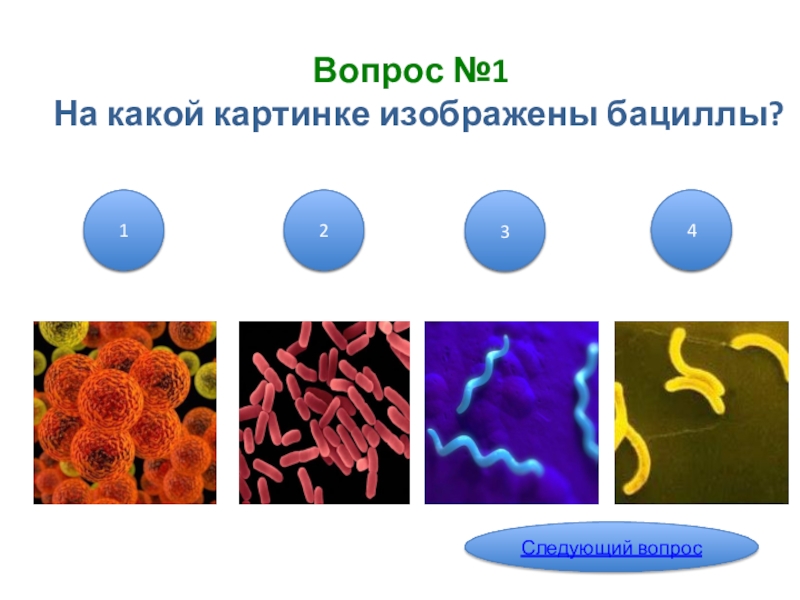 Биология 7 класс бактерии тест с ответами