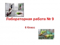 Презентация по биологии на тему: Почки 6 класс