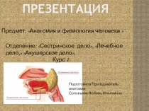 Презентация лекции Эндокринная система человека.