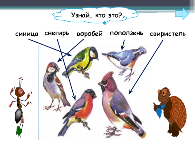 1 класс как зимой помочь птицам презентация 1 класс школа россии