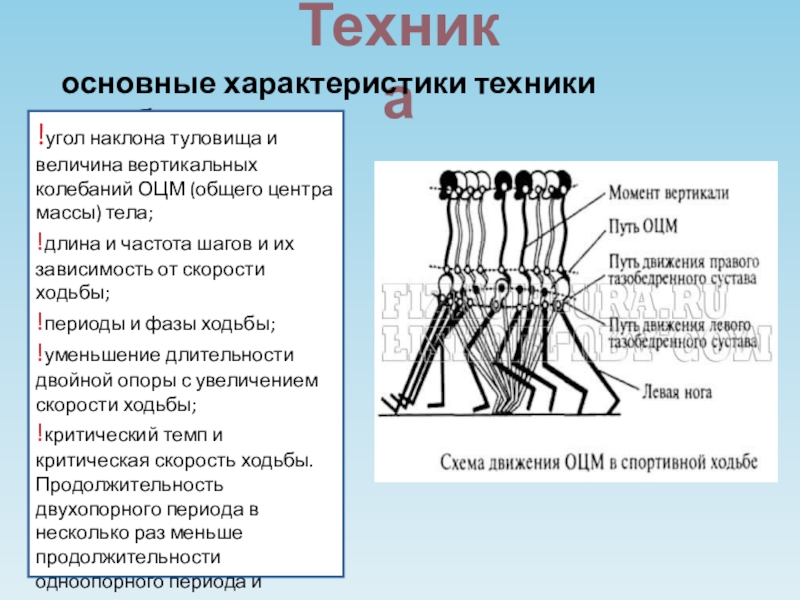 Частота шагов. Характеристика спортивной ходьбы. Периоды ходьбы. Длина шага от скорости при ходьбе. Ходьба с изменением длины и частоты шагов.