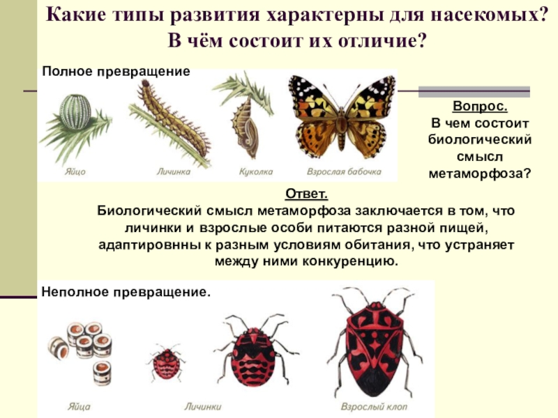Для насекомых с неполным превращением характерно. Типы развития насекомых 7 класс биология. Фазы развития насекомого с полным превращением. Развитие с полным и неполным превращением. Развитие с полным превращением и неполным превращением.