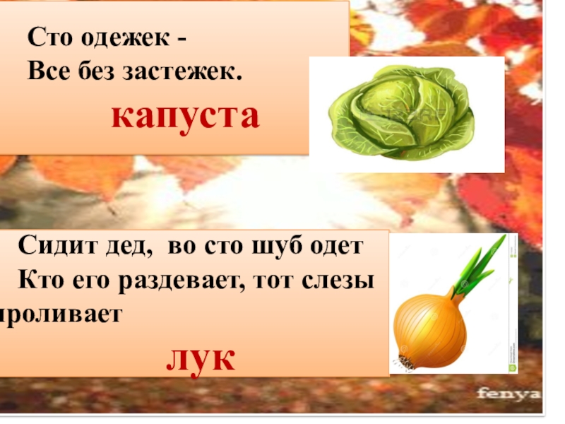 Загадки 100 одежек. СТО одежек, и все без застежек. Загадка 100 одежек и все без застежек. СТО одёжек и все без застёжек загадка. 100 Одежек без застежек.