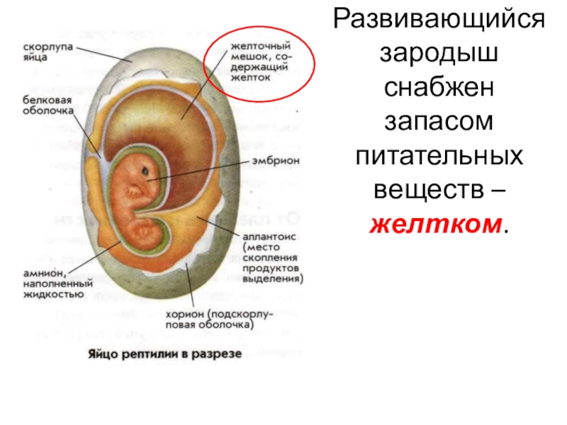 Эмбрион млекопитающих рисунок с подписями