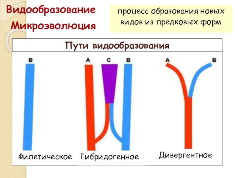 Процесс образования новых родов. Пути и формы видообразования.. Микроэволюция видообразование таблица. Формы видообразования дивергентное филетическое гибридогенное. Схема процесса видообразования.