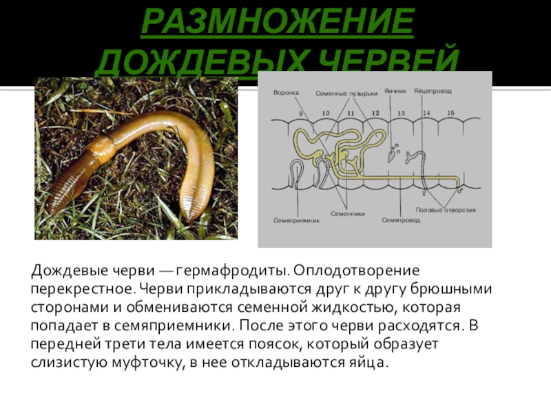 Обоеполые черви. Размножение дождевого червя. Кольчатые черви гермафродиты. Дождевой червь гермафродит.
