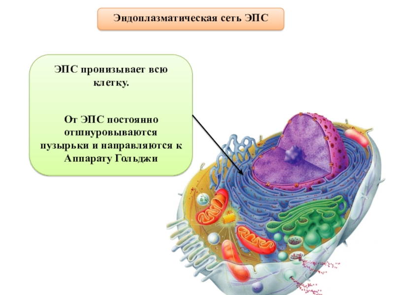 Пузырьков эпс. Эндоплазматическая мембрана клетка. Эндоплазматический ретикулум растительной клетки. Структура ЭПС клетки.