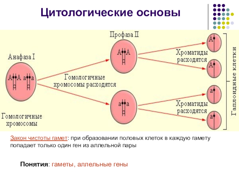 Презентация законы менделя 10 класс биология