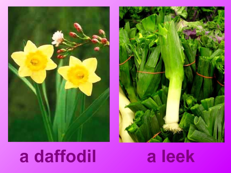 a daffodila leek