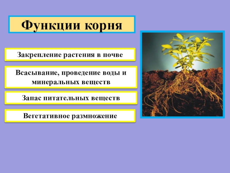 Растения выполняют роль санитаров. Назовите функции корня. Корень выполняет функцию. Функции корневища.