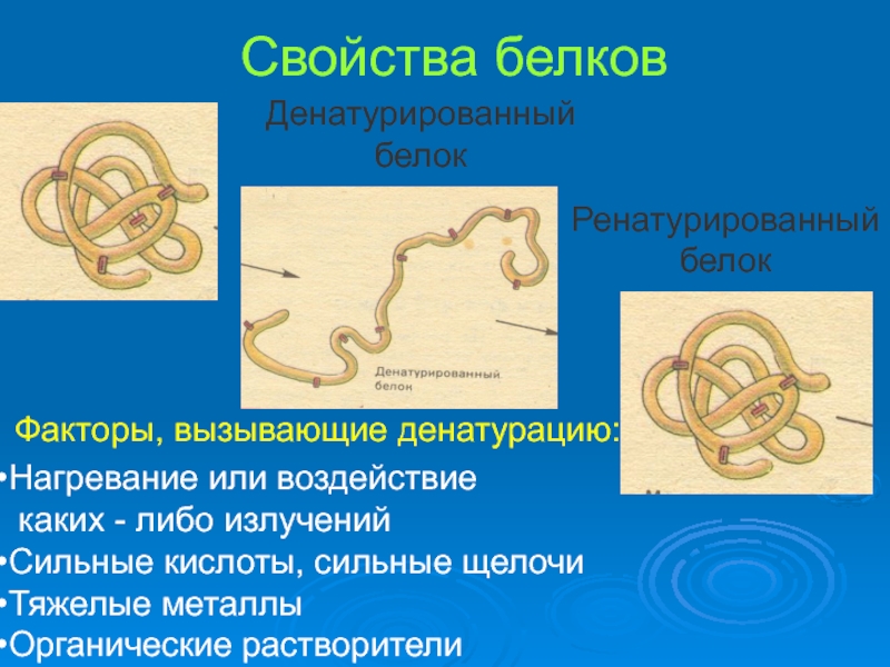 Презентация на тему белки по биологии 10 класс