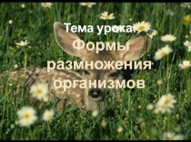 Презентация по биологии Формы размножения