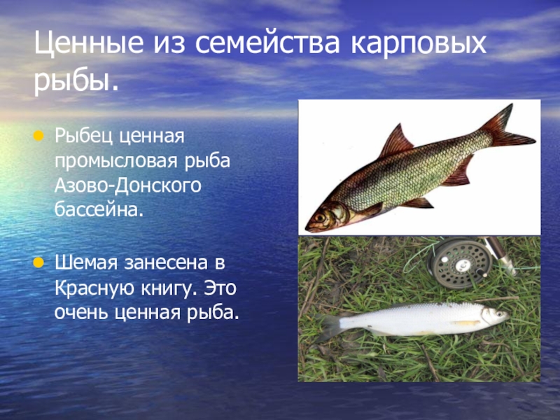 Ценные из семейства карповых  рыбы.Рыбец ценная промысловая рыба Азово-Донского бассейна. Шемая занесена в Красную книгу. Это
