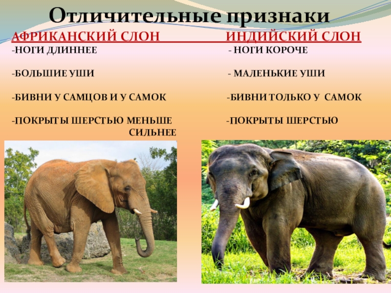 Как отличить африканского слона. Африканский и индийский слон. Индийские слоны и африканские слоны. Африканский и индийский слон различия. Африканские и индийские слоны отличия.