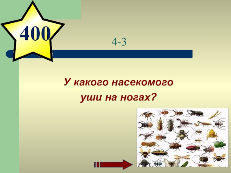 детеныш еще не родился а уже отдан на воспитание что за птица. уши у кузнечика расположены. уши на бедрах. у кого уши на ногах. насекомое у которого уши на ногах.