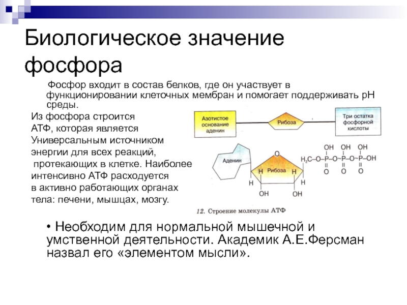 Презентация по теме фосфор