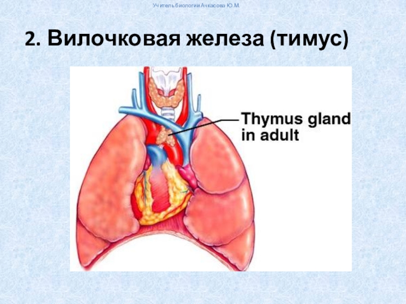 Рисунок тимуса иммунология