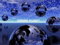 Презентация по английскому языку на тему Animals(3-4 классы)