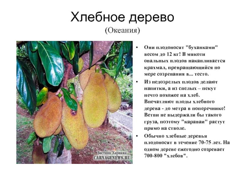Хлебное дерево фото и описание где растет