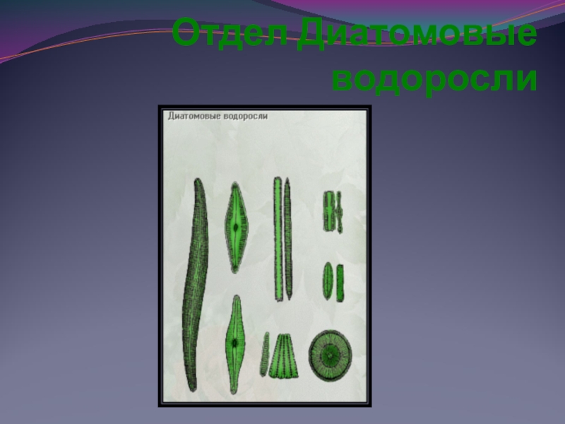 Диатомовые водоросли презентация