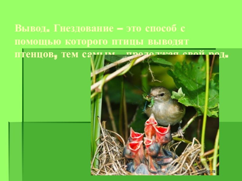 Вывод птенцов. Презентация гнездование птиц. Гнездование это в биологии. Вывод: гнезда птиц. Сообщение о гнездовании птиц.