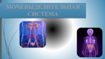 Мочевыделительная система