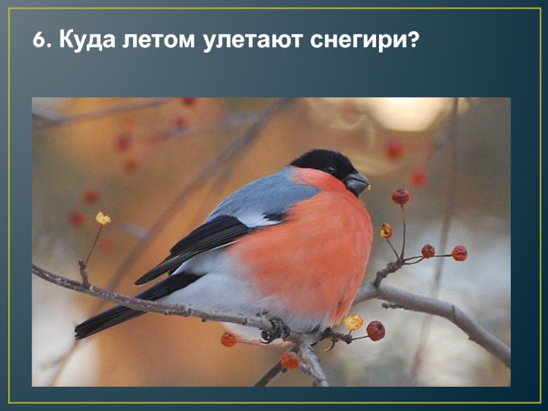 Снегирь отзывы. Снегирь летом. Снегирь птица летом. Снегири улетают. Оседлые птицы Снегирь.