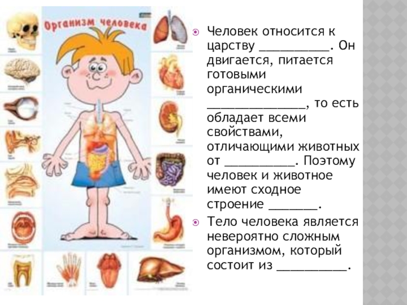 Почему человек относится к классу