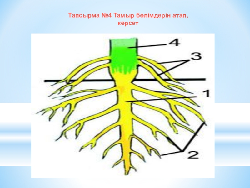 Алтын тамыр