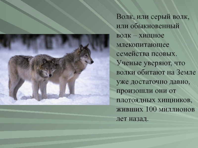 Доклад: Язык объщения волков