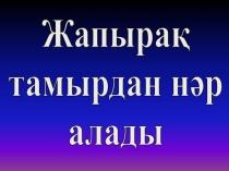 Жапырақ тамырдан нәр алады