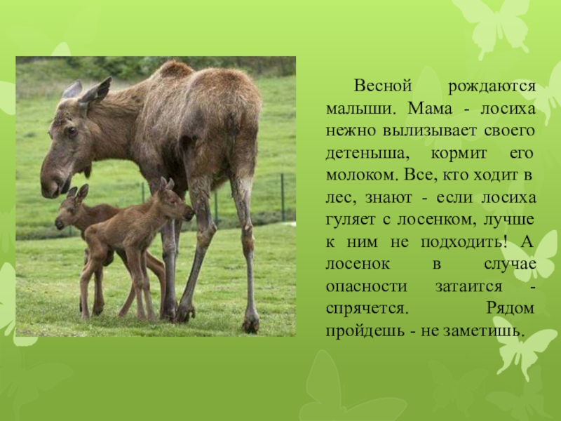 Изложение в погожий летний день в чаще леса у лосихи родился лосенок презентация