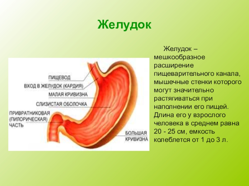 Кривизна желудка. Большая и малая кривизна желудка. Большая кривизна желудка. Малая кривизна желудка. Малая кривизна желудка направлена.