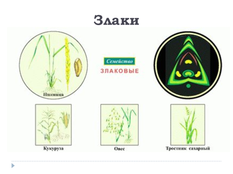 Подготовка к егэ по ботанике презентация