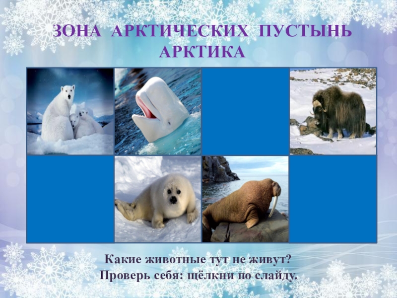В зоне арктических пустынь обитают животные какие. Животный мир арктических и антарктических пустынь. Животные арктических пустынь. В зоне арктических пустынь обитают животные какие. Арктическая зона животный мир.