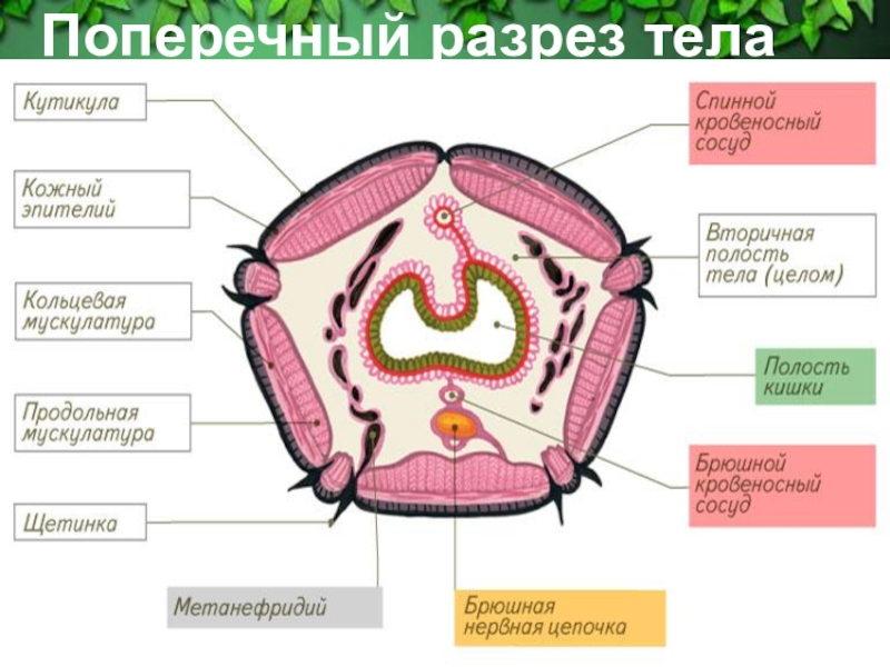 Поперечный разрез. Поперечный разрез тела. Поперечный разрез разрезов. Поперечный и продольный разрез тела Нериеса.