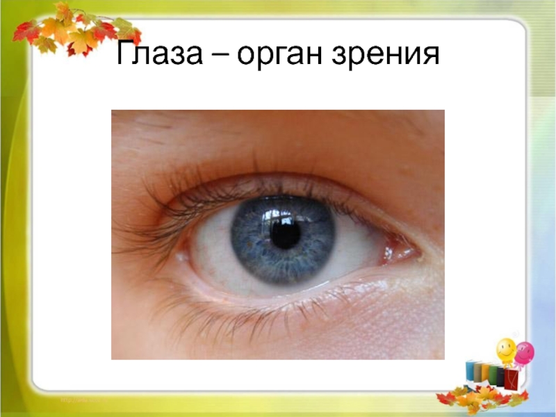 Глаз орган чувств человека. Глаза орган зрения. Органы чувств глаза. Орган чувств глаза для детей. Глаза главные помощники человека.