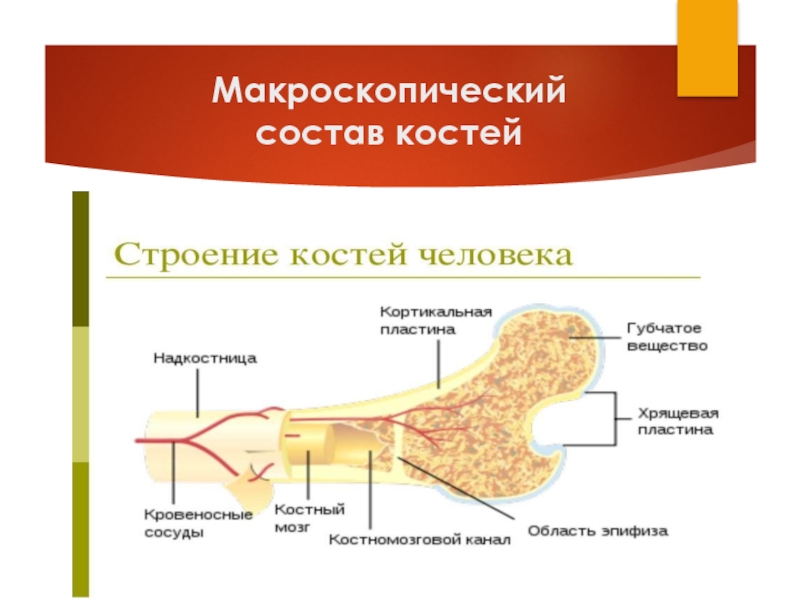 Кости входящие в состав. Состав человеческой кости. Химическое строение костей. Химический состав кости человека. Схема химическое строение костей.