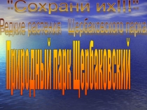Презентация по биологии на тему Редкие растения Щербаковского парка
