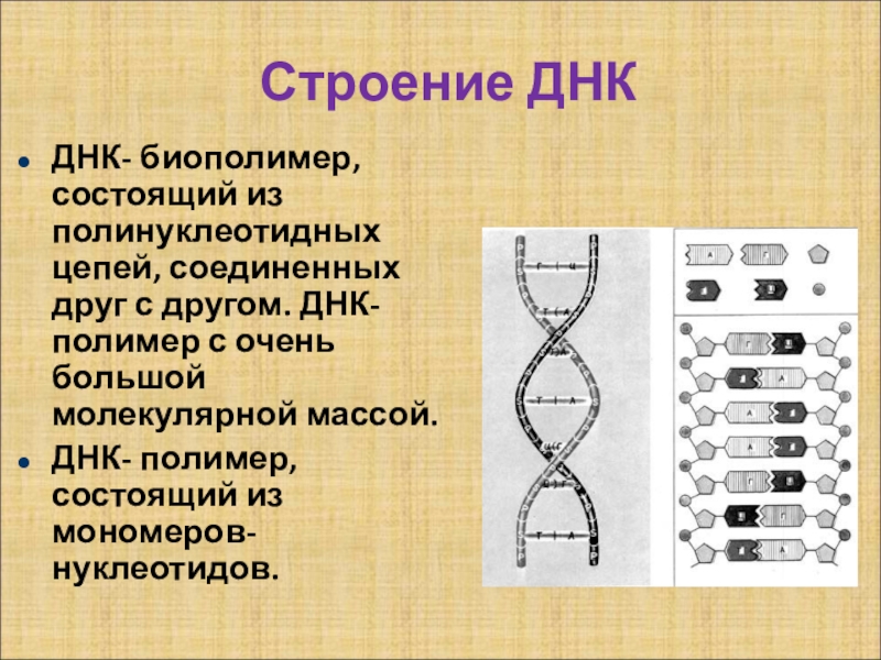 Структуры биополимера. Строение ДНК. Биополимер ДНК. Строение полимера ДНК. Строение цепи ДНК.