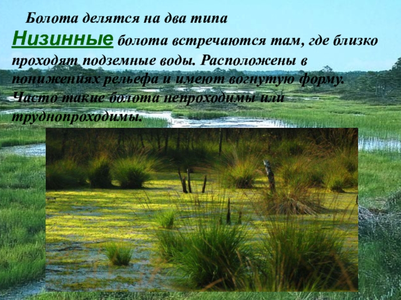 Объяснить болото. Болота презентация. Презентация на тему болото. Доклад про болото. Слайд низинные болота.
