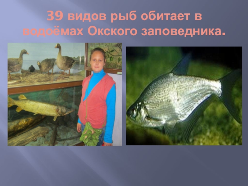 39 видов рыб обитает в водоёмах Окского заповедника.