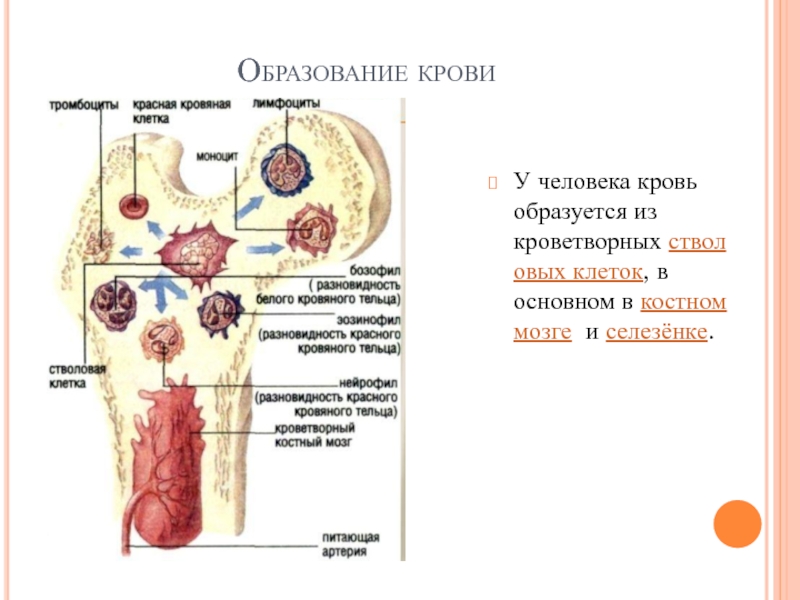 Клетки образующиеся в красном костном мозге. Система органов кроветворения человека. Органы кроветворения у человека схема. Система органов кроветворения схема. Кроветворение в костном мозге.