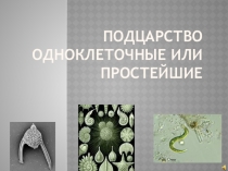 Подцарста Одноклеточные или Простейшие