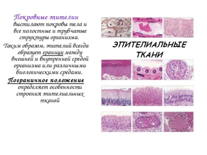 1 эпителиальная ткань. Эпителиальная ткань представлена. Покровы тела однослойный эпителий. Положение в организме покровного эпителия и железистого. Эпителиальная ткань биология 11 класс.