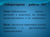 Лабораторная работа Сравнение прокариотической и эукариотической клеток