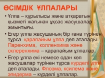 Презентация по биологии Өсімдік ұлпалары