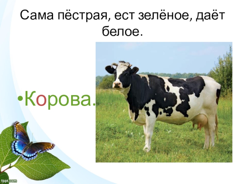 Сама пестр. Сама пестрая ест зеленое дает белое. Корова для презентации. Загадка сама пестрая ест зеленое. Сама пестрая ест зеленое дает белое кто.